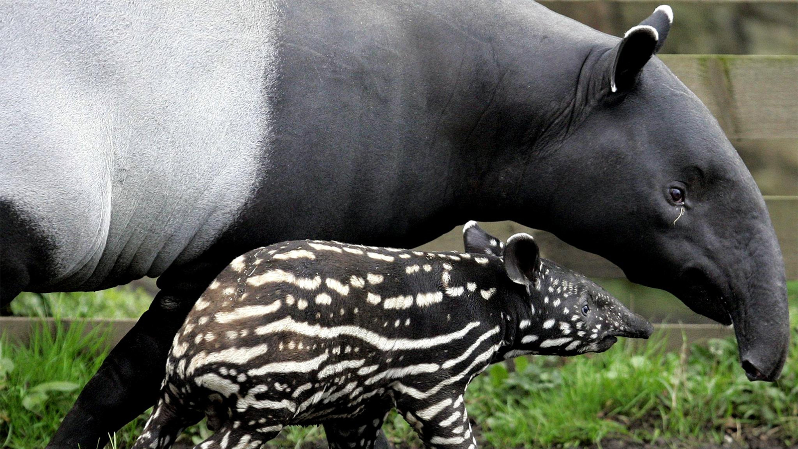 Tapir: The Ancient Fruitarian With the Tiny Trunk | Unique Times Magazine