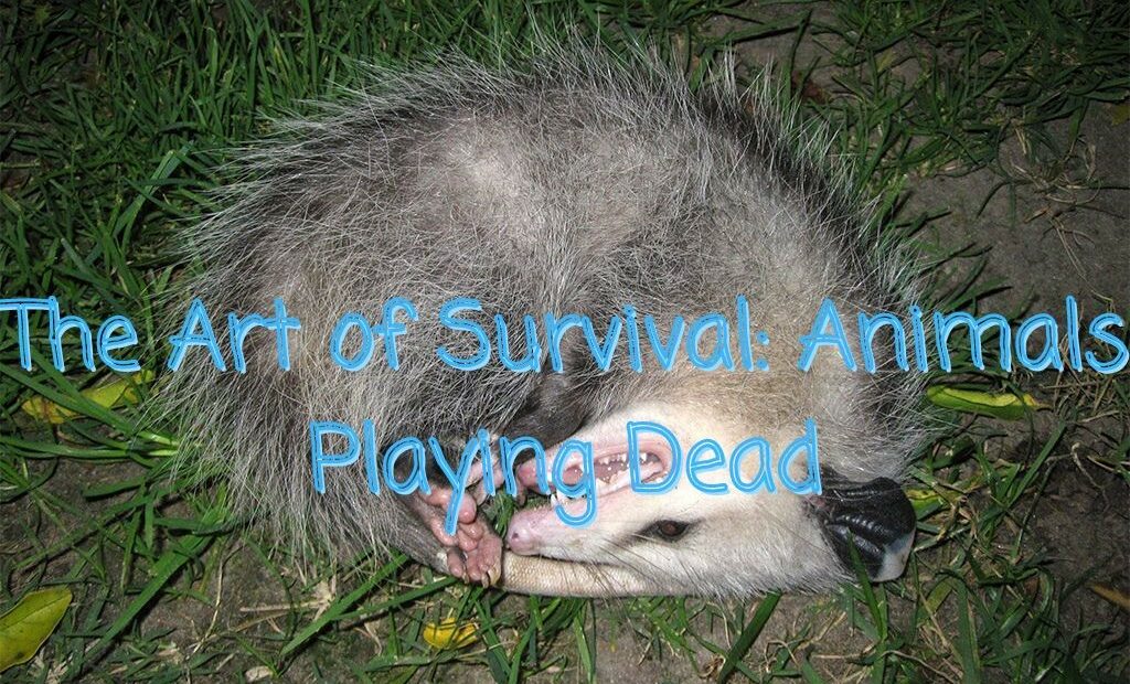 Animal Behavior - Advantages of Playing Dead