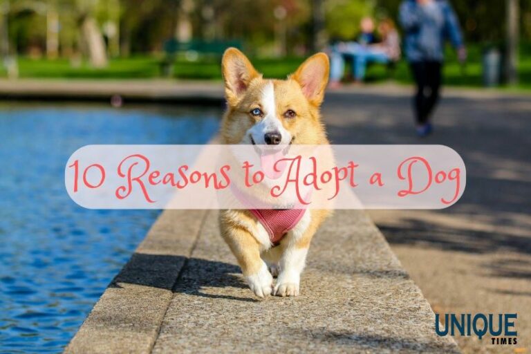 Embracing Pawsitivity: 10 Compelling Reasons to Adopt a Dog | Unique ...